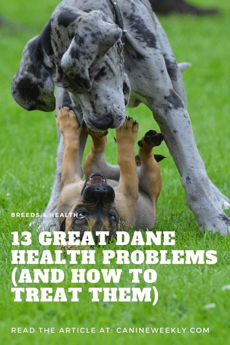 Great Dane Facts, Great Dane Puppies, Great Dane Rescue, Dog Wellness, Dane Puppies, Great Danes, Great Dane Puppy, Dane Dog, Great Dane Dogs