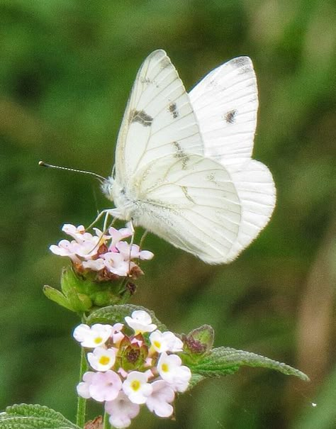 Fotografi Vintage, Butterfly Photos, Butterfly Pictures, Ap Art, Bugs And Insects, White Butterfly, Butterfly Flowers, Butterfly Art, Beautiful Butterflies