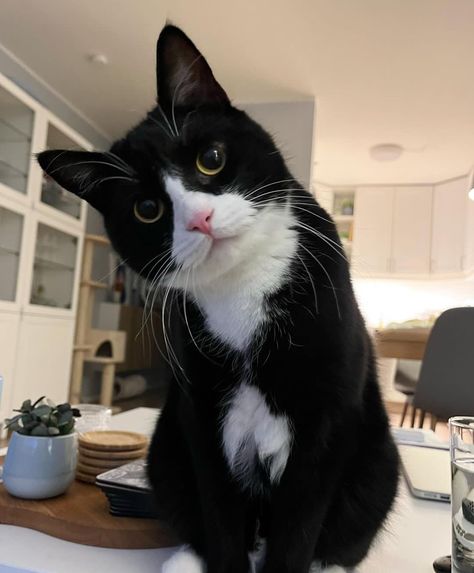 Cute Cat 🐱kettens 🐱cute cats 😻pets 😻 Dream's Cat, Cat Plants, Black And White Cat, Cat Whiskers, Tuxedo Cat, Cat Aesthetic, Funny Cute Cats, Cat Portraits, Cute Cats And Dogs