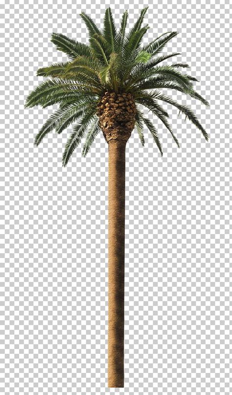 Date Palm Arecaceae Coconut Tree Frond ... Animal Pictures For Kids, Palm Tree Background, Dates Tree, Palm Tree Png, Tree Photoshop, Landscape Design Drawings, Architecture Drawing Sketchbooks, Date Palm, Landscape Tattoo