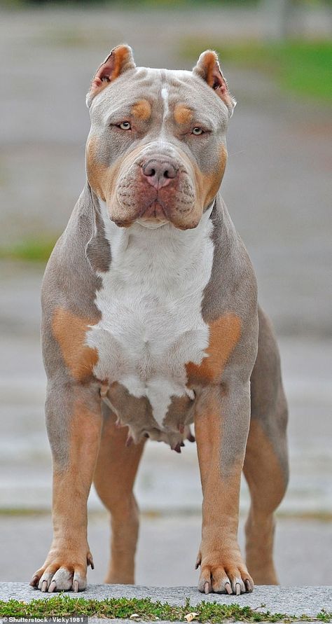 Ministers are under pressure to ban 'aggressive' American bully dogs (pictured) which have been blamed for a wave of vicious maulings Pitbull Dog Pictures, Woman In Hospital, Bully Pitbull, Bully Dogs, Bully Breeds Dogs, Dangerous Dogs, Dog Line, Bully Dog, Pretty Dogs