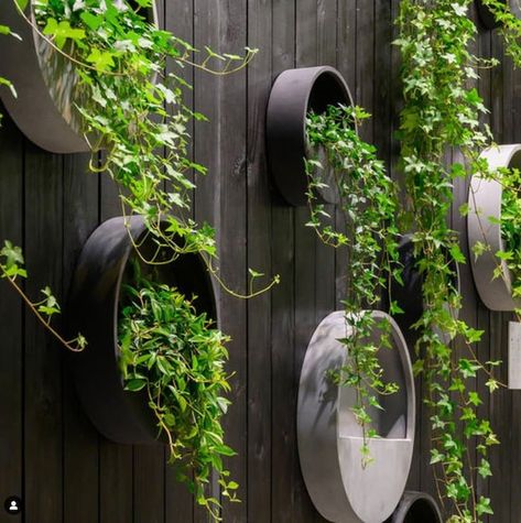 Hanging Wall Planter / Concrete Outdoor Indoor Herb Garden / - Etsy Canada Shop Pottery, Fence Planters, Hanging Wall Planters, Pottery Pots, Planta Artificial, Indoor Herb Garden, Inspire Me Home Decor, Modern Backyard, Low Maintenance Garden