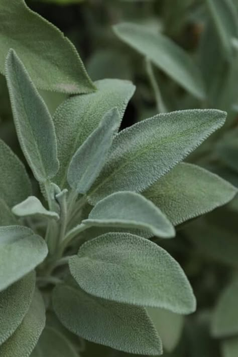 Sage Plant Aesthetic, Salvia Aesthetic, Sage Tree, What To Plant In June, Sage Green Nature, Sage Green Plants, Sage Core, Moon Herbs, Wood Table And Chairs