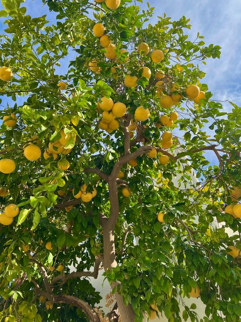 Lemon Farm, Lemon Pictures, Healthy Aesthetic, Yellow Fruit, Citrus Trees, Plant Aesthetic, Fruit Plants, Fruit Garden, Lemon Tree