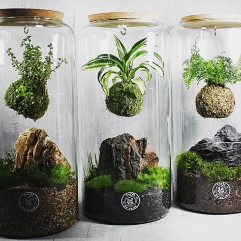 Mos Wand, Moss Gardens, Japanese Plants, Indoor Water Garden, Beautiful Terrariums, Moss Plant, نباتات منزلية, Terrarium Ideas, Moss Terrarium