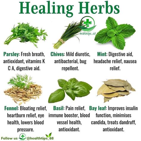 Healthy Herbs - Health Tips on Instagram: “Drop ❤ if you want more posts like this 🌱Interested in home and natural remedies? Find the MOST EFFECTIVE natural remedies, herbal teas,…” Benefits Of Herbs, Medical Herbs, Food Health Benefits, Herbs Garden, Healthy Herbs, Herbal Healing, Home Health Remedies, Herbs For Health, Healing Herbs