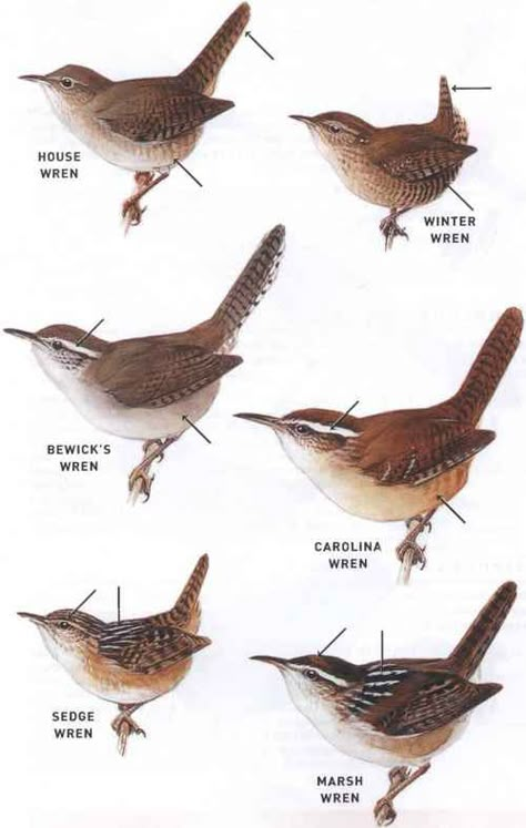 Wren Species In Arkansas ~ 1. House wren (migration, nonbreeding), 2. winter wren (nonbreeding), 3. Bewick's wren (in western Arkansas : nonbreeding, year-round), 4. Carolina wren (year-round), 5. sedge wren (migration), & 6. marsh wren (migration) #ornithology #bird_watching House Wren Bird, Carolina Wren Bird House, Wren Bird Tattoo Simple, House Wren Tattoo, Wren Bird Drawing, Wren Tattoo Design, Carolina Wren Tattoo, Wren Tattoo Simple, Wren Core