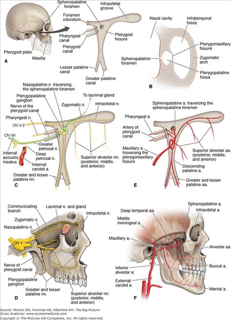 pterygopalatine fossa Med Student Humor, Anatomy Head, Nerve Anatomy, Anatomy Images, Gross Anatomy, Brain Anatomy, Medicine Student, Medical School Studying, Muscle Anatomy