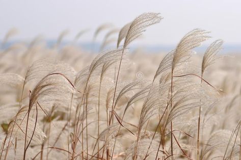 Reeds Aesthetic, Reed Sheppard, Close Photography, Reed Rug, Horsetail Reed, Common Reed, Close Up Photography, Vintage Graphic Design, Grasses