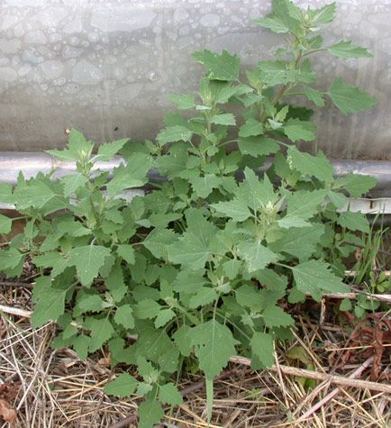 Guide to foraging common weeds (shown is lamb's quarters) Wild Foraging, Edible Wild Plants, Edible Mushrooms, Poisonous Plants, Market Garden, Wild Harvest, Wild Edibles, Native Garden, Wild Food