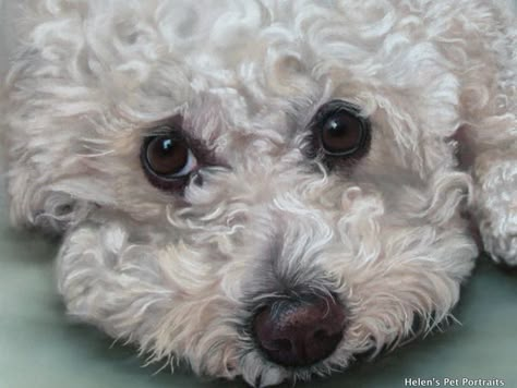 Bichon Frise Drawing, Poochon Dog, Bichon Frise Art, Pet Portrait Paintings, Dog Portraits Painting, Pet Artist, Bichon Frise Dogs, Super Cute Puppies, 강아지 그림