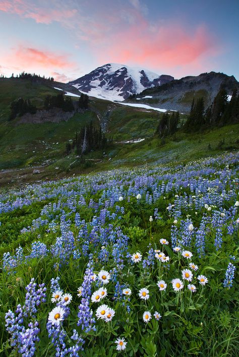 Landscape #mountains #flowers #hills Flower Field And Mountains, Mountain Flowers Wallpaper, Mountain Flowers Aesthetic, Mountain Flower Field, Flower Field Mountains, Landscape Photos Nature Horizontal, Mountain Flowers Painting, Mountain Scenery Photography, Hills With Flowers