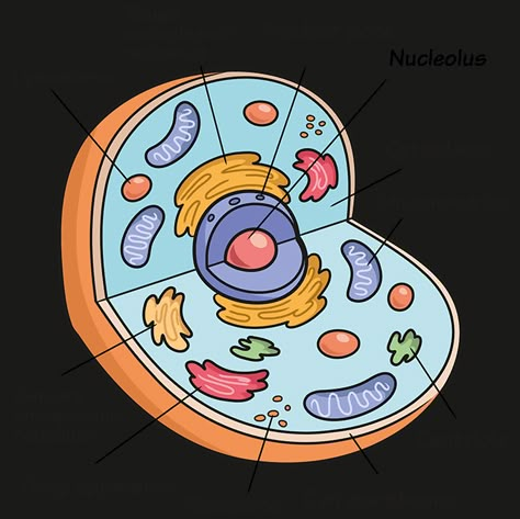 Animal Cell Sketch, Plant Cell And Animal Cell Drawing, Plant And Animal Cell Drawing, Cell Drawing Biology, Animal Cell Drawing With Label, Cell Structure Drawing, Human Cell Drawing, Eukaryotic Cell Drawing, Cell Sketch