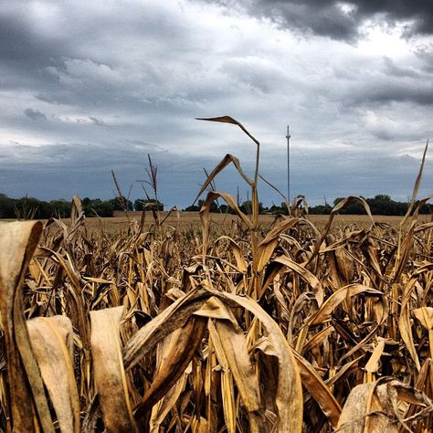 Drought Aesthetic, Irene Hanson, 536 Ad, Ib Visual Arts, Parable Of The Sower, Remove Skin Tags Naturally, Water Flood, Weather Radar, Fire Image