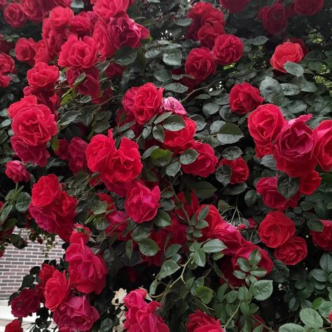 Amazing rose bush with red, almost dark red, blossoms. Rose garden. Red Rose Bush Aesthetic, Red Rose Garden Aesthetic, Rose Bush Aesthetic, Acotar Wedding, Red Rose Bush, Red Rose Garden, Red Roses Garden, Abby Jimenez, Dark Red Roses