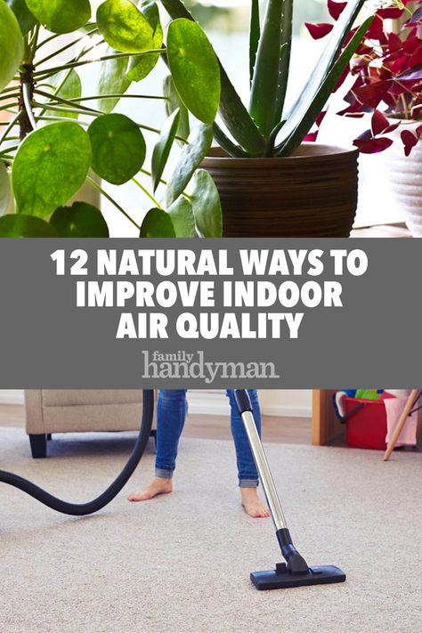 Improve Air Quality In Home, Best Air Purifiers Home, Natural Home Cleaning, Best Indoor Plants Air Purifier, Best Air Purifier, Small Trees For Garden, Honeywell Air Purifier, Natural Air Purifier, Trees For Front Yard