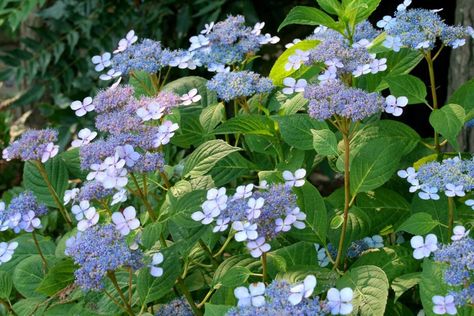 Plants that attract bees are necessary for a thriving ecosystem. Here's the trees, shrubs and flowers pollinators prefer most. Small Hydrangeas, Hydrangea Shade, Summer Snowflake, Lacecap Hydrangea, Himalayan Blue Poppy, Golden Chain Tree, Flower Crab, Lace Cap Hydrangea, Georgia Style