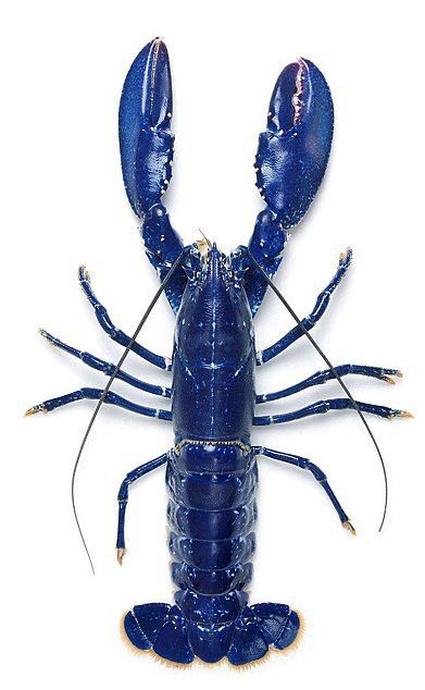 Blue lobster Blue Lobster, Fauna Marina, Crab And Lobster, Crustaceans, Ocean Creatures, Feeling Blue, Love Blue, Sea World, Sealife