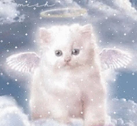 Angel Kitten, Gato Angel, Angel Cats, Image Chat, Angel Cat, Glitter Graphics, White Kittens, Cat Memorial, Cat Posters