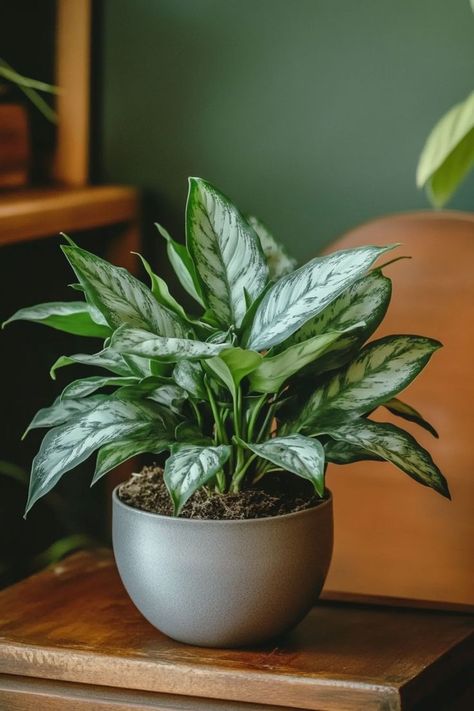 Silver Queen (Aglaonema) is a sophisticated and resilient choice for any indoor space! 🌿🏡 Known for its striking silver and green foliage and low maintenance needs, this plant is a delightful blend of elegance and hardiness. Perfect for adding a touch of refined beauty and lush greenery, Silver Queen is an excellent addition to any room. Indulge in this timeless botanical charm today! 🌱✨ #SilverQueen #Houseplants #IndoorGarden #GreenLiving Plant Goals, Small Balcony Garden, Plants Are Friends, Indoor Flowers, Office Plants, House Plants Decor, Pretty Plants, Lush Greenery, Garden Shop