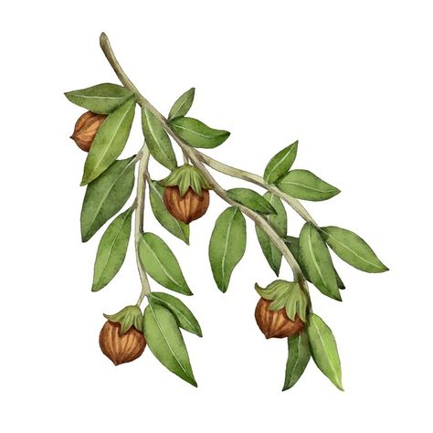 Watercolor jojoba plant illustration Fre... | Free Vector #Freepik #freevector #watercolor #leaf #plants #nature Jojoba Plant, Watercolor Leaf, Plants Nature, Plant Drawing, Plant Illustration, Graphic Resources, Vector Free, Plants, Animals