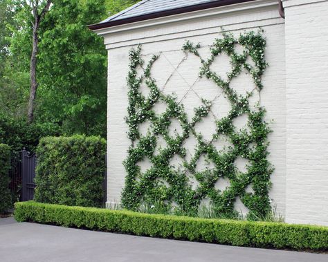 Confederate Jasmine Trellis – Moss Landscaping Jasmine Trellis, Moss Landscaping, Wall Climbing Plants, Star Jasmine, Estate Garden, Walled Garden, Outdoor Gardens Design, Home Landscaping, House Landscape