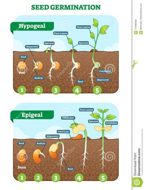 Seed Germination Cross Section Vector Illustration in Stages. Hypogeal and Epigeal Types. Stock Vector - Illustration of hypogeal, epicotyl: 113092462 Horticulture Education, Plant Lessons, Biology Plants, Biology Lessons, Agriculture Education, Plant Life Cycle, Teaching Biology, Science Notes, Biology Notes