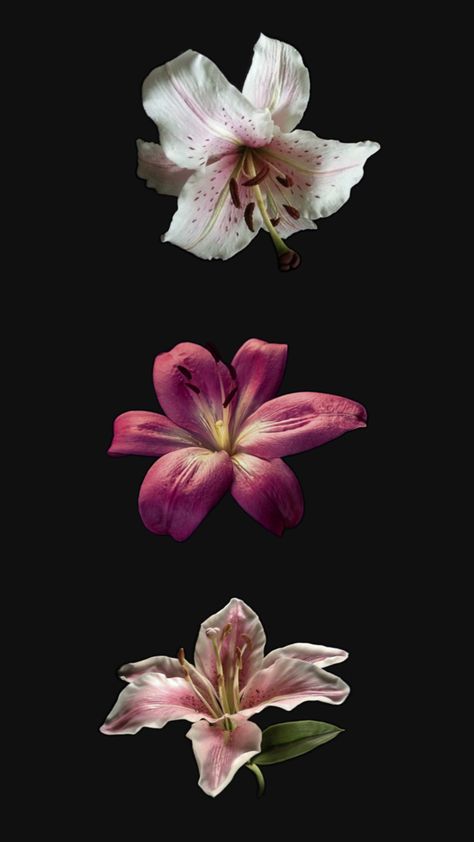 Flower Lockscreen, Lily Wallpaper, Laptop Decoration, Wallpaper Iphone Neon, Flower Icons, Mac Wallpaper, Nothing But Flowers, Iphone Homescreen Wallpaper, Iphone Wallpaper Photos