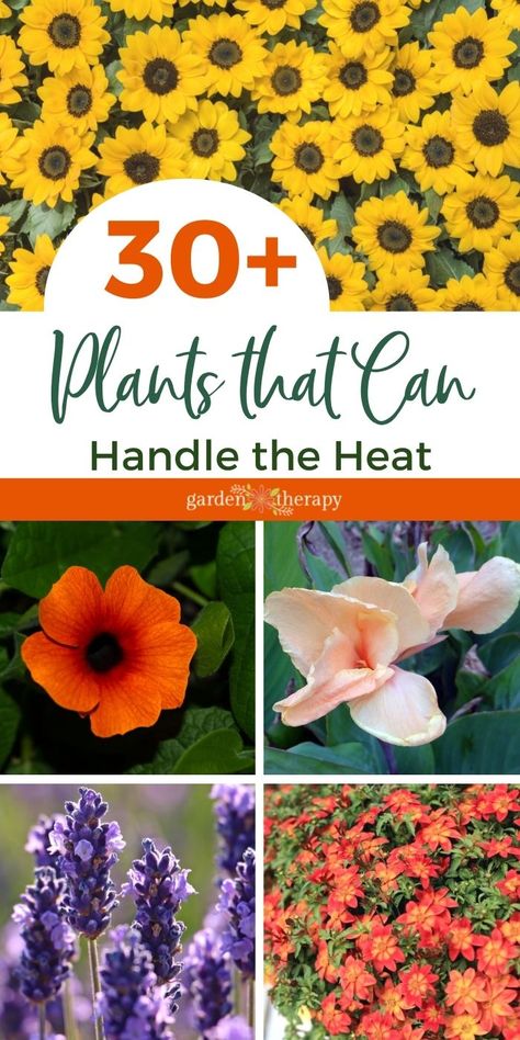 Sun Tolerant Flowers, Plants That Grow In Full Hot Sun, Plants For Heat And Sun, Flowers That Love Sun And Heat, Sun Tolerant Plants Landscapes, Plants That Love The Sun And Heat, Plants That Flower All Summer, Drought And Heat Tolerant Plants, Full Sun Potted Plants Outdoor Ideas