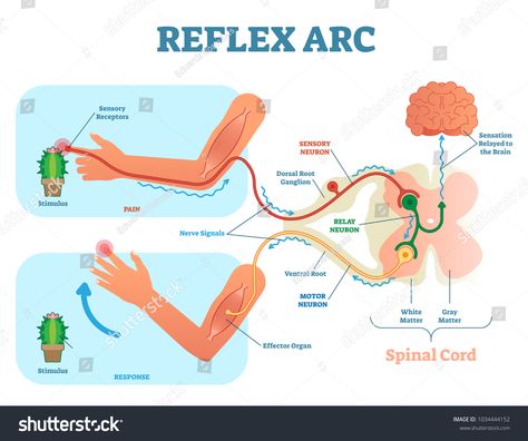 Spinal Reflex Arc anatomical scheme, vector illustration, with spinal cord, stimulus pathway to the sensory neuron, relay neuron, motor neuron and muscle tissue. Educational diagram.illustration#vector#cord#spinal Sensory Neuron, Neuron Diagram, Reflex Arc, Scientific Facts, Motor Neuron, Medical School Studying, Nursing School Notes, Human Anatomy And Physiology, Biology Notes