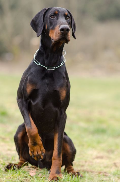 Doberman Uncut Ears, Doberman Normal Ears, Doberman With Floppy Ears, Loyal Dog Breeds, Doberman Love, Doberman Dog, Doberman Pinscher Dog, Doberman Puppy, Tibetan Mastiff