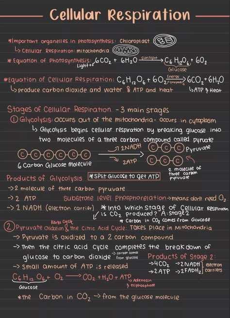 I will turn your handwritten notes to aesthetic pinterest notes Biology Notes Layout, Biology Notes Life Processes, Human Biology Aesthetic Notes, Photosynthesis Notes Aesthetic, Grade 11 Life Science Notes, Biology Notes Photosynthesis, Asthetic Notes Taking, Life Processes Biology Notes, Bio Notes Ideas