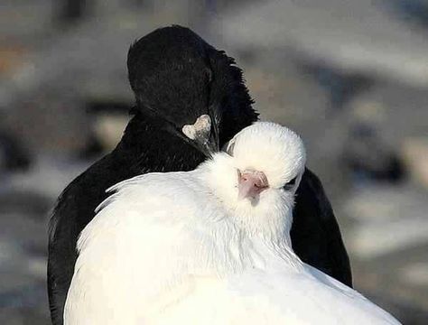 Pigeon   Love Hugs kiss Cute Pigeon, Regnul Animal, White Birds, Soyut Sanat Tabloları, 수채화 그림, Pretty Animals, Two Birds, White Doves, Silly Animals