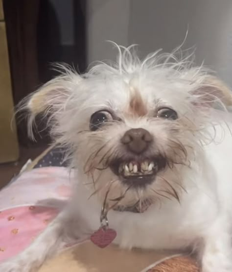 Angry Dog, White Dog, Dog Sitting, Bed, Dogs, Funny, White