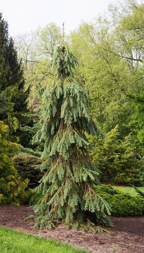 Conifers for Gardens: Our Top 11 | Horticulture Evergreen And Perennial Garden, Simple Evergreen Landscaping, Ornamental Pine Trees, Weeping White Spruce Landscape, Accent Trees Landscaping Front Yards, Zone 6 Landscaping, Ornamental Evergreen Trees, Weeping Evergreen Trees, Backyard Landscaping Privacy