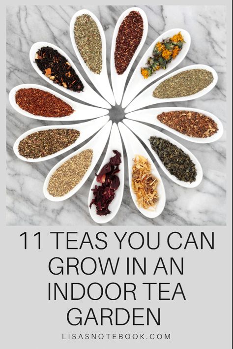 Learn how simple it can be to grow your own herbal teas! Tea garden ideas for which tea garden plants and herbs are easy to grow for a range of delicious speciality teas. This blog post shared tips on how to grow your own tea garden and the 11 teas you can try. Indoor Gardening Tips, How To Grow Tea, Tea Plants To Grow, Indoor Tea Garden, Tea Plants, How To Grow Tea Plants, Easy Gardening, Tea Herbs To Grow, Growing Green Tea Plants