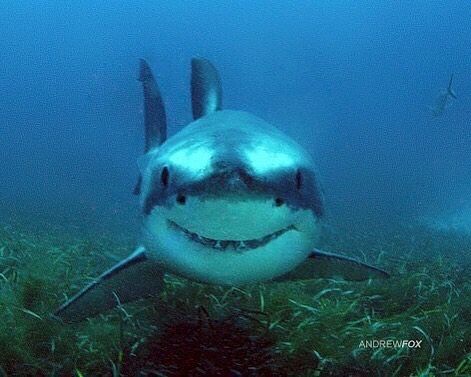 @sharks on Instagram: “Meet Chompy, the happiest shark at the Neptune Islands - and probably the world! 🤗 📸 @rodneyfoxsharkexpeditions #sharks #smile #cute…” Shark Themed Party, Shark Backpack, Shark Pictures, Drawn Fish, Wild Animals Pictures, Shark Fishing, Cute Shark, Shark Party, Fish Drawings