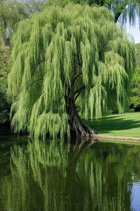 Willow Trees, Weeping Willow Tree, Time Images, Weeping Willow, Water Sources, Late Winter, Willow Tree, Garden Trees, Mulch