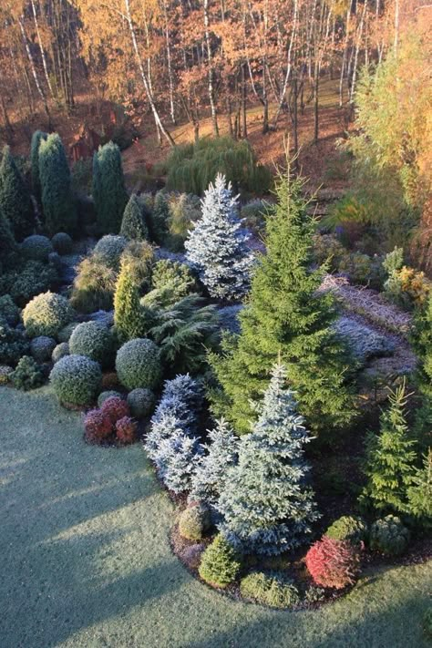 Japanese Garden Backyard, Conifer Garden, Conifers Garden, Evergreen Landscape, Evergreen Garden, Privacy Landscaping, Japanese Garden Design, Front Landscaping, Have Inspiration