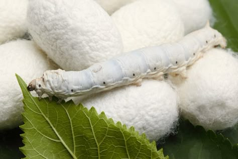 Silk is a natural protein fiber produced by silkworms. Description from bridalcleaningpreservation.blogspot.com. I searched for this on bing.com/images Bombyx Mori, Silk Worm, Silk Moth, Silk Benefits, Silkworm Cocoon, Product Comparison, Nature Studies, Mulberry Leaf, Natural Protein