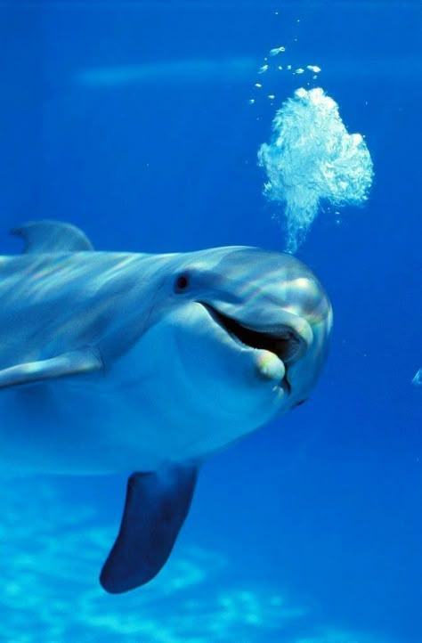 Dolphin Images, Dolphin Photos, Baby Dolphins, Dolphin Art, Underwater Animals, A Dolphin, Beautiful Sea Creatures, Water Animals, Nature Friendly