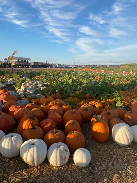 Fall Aesthetic Pics, Aesthetic Pumpkin Patch, Pumpkin Patch Aesthetic, Midwest Aesthetic, Patch Aesthetic, Fall Vision Board, Fall Lifestyle, Pumpkin Patch Birthday, Autumn Halloween Aesthetic