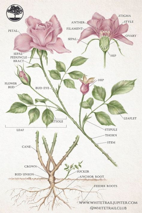 Biology Drawing, Acotar Aesthetic, Flower Anatomy, Biology Plants, Elain Archeron, Bach Flowers, Natural Form Art, Court Of Thorns And Roses, Rose Drawing