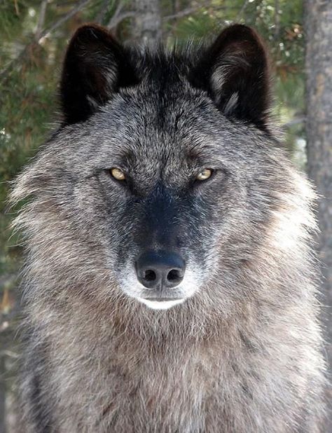 Akela, a wolf at Grizzly and Wolf Discovery Center at 1 year old ...