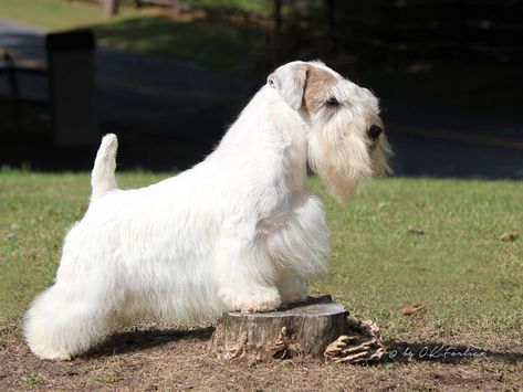 Learn All About the Rare Sealyham Terrier — The Spruce Dog Types, Hypoallergenic Dog Breed, Sealyham Terrier, Dog And Puppies, Getting A Dog, Rare Dogs, Dogs Photography, Hypoallergenic Dogs, Terrier Breeds