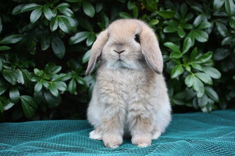 Mini Lop | Bek's Bunnies Mini Lop Bunny, Mini Lop Bunnies, Mini Lop Rabbit, Lop Bunnies, Pet Rabbit Care, Lop Bunny, Lop Rabbit, Rabbit Breeds, Indoor Rabbit