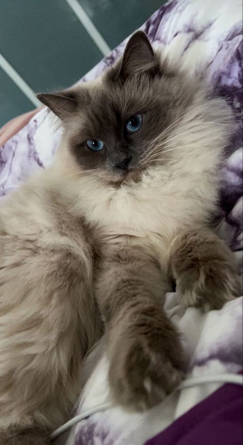 Blue Point Cat, Himalayan Persian, Blue Point Ragdoll, Himalayan Persian Cats, Neva Masquerade, Blue Point Siamese, Beef Quesadillas, Balinese Cat, Himalayan Cat