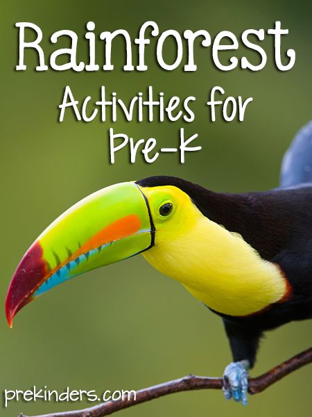 Rainforest Theme Preschool Rainforest Theme, Wild Animal Activities, Preschool Rainforest, Rainforest Preschool, Rain Forest Theme, Rainforest Classroom, Rainforest Crafts, Preschool Theme Ideas, Preschool Jungle