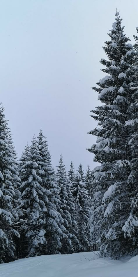 Snow Nature Wallpaper, Christmas Phone Wallpaper Trees, Skiing Aesthetic Wallpaper Iphone, Nature Winter Wallpaper, Pine Trees In Snow, Snowy Trees Aesthetic, Winter Trees Aesthetic, Snowy Aesthetic Wallpaper, Snow Trees Wallpaper