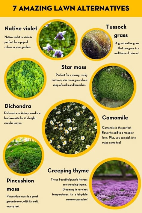 The Complete Guide To Lawn Alternatives | Better Homes and Gardens Garden Ground Cover, Grass Alternatives, Flower Vegetable Garden, Lawn Alternative, Moss Lawn, Grass Alternative, Garden Ground, Hummingbird House, Moonlight Garden